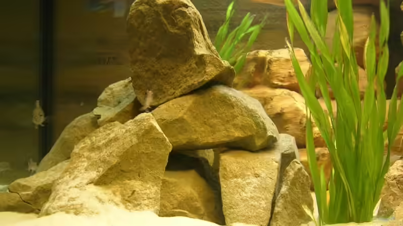 Vallisneria von Mikolas Rost (6)