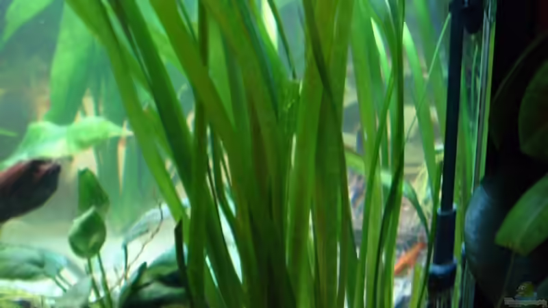 Vallisneria von Robert Kolovrat (7)