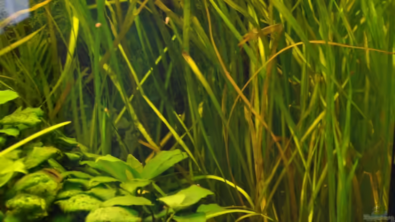 Vallisneria von Seelaender (3)