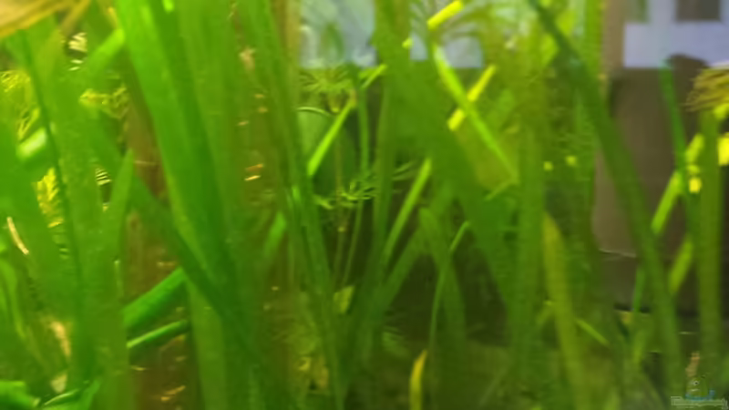 Vallisneria von sonic85 (15)