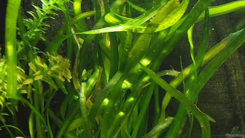 Vallisneria von vorne von rapid (9)