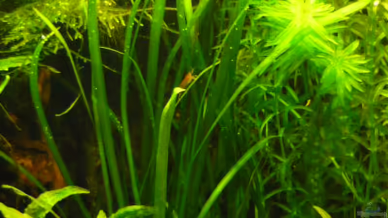 Vallisneria von Wels (12)