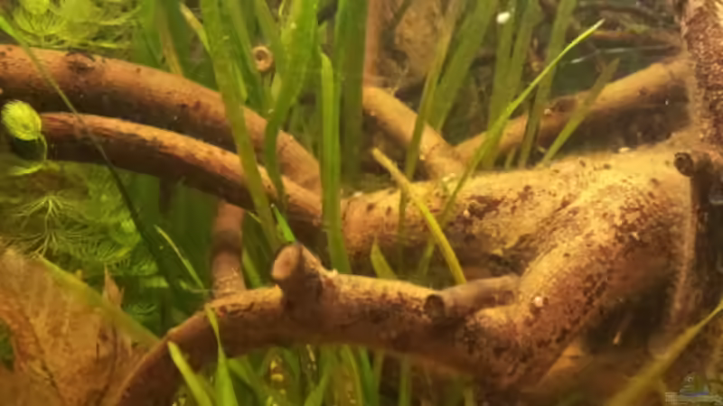 Vallisneria (wird von Tag zu Tag dichter) von Michael Scheffler (15)