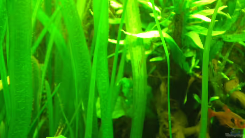 Vallisnerie und Farn im Hintergrund von Erwinio (6)