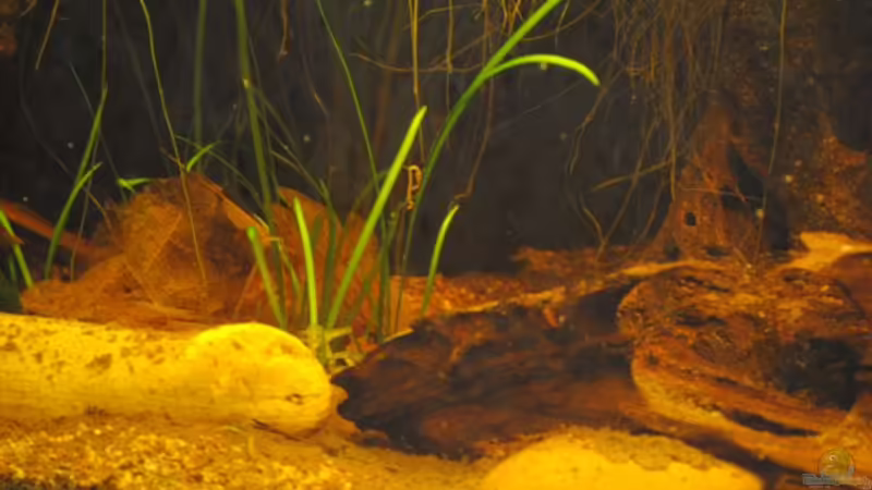 Vallisnerie von holzmichel (6)