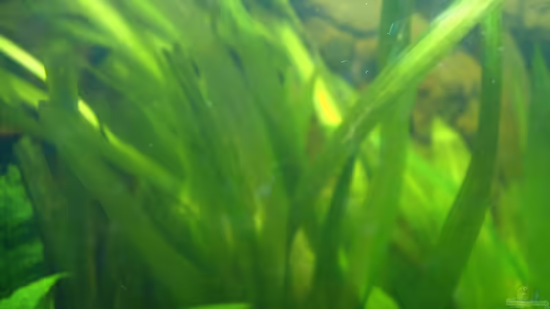 Vallisnerie von Lee Kienle (7)