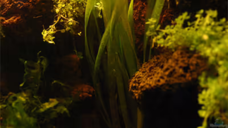 Vallisnerie von senf.. (7)