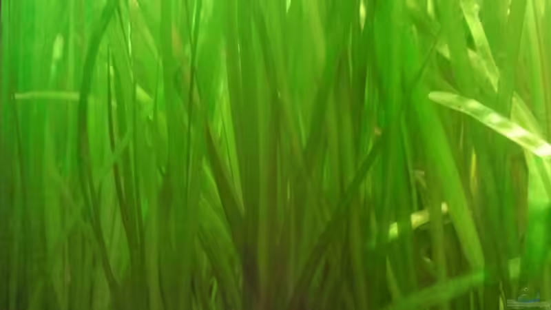 Vallisnerien- Wald von Zebraschecke (11)