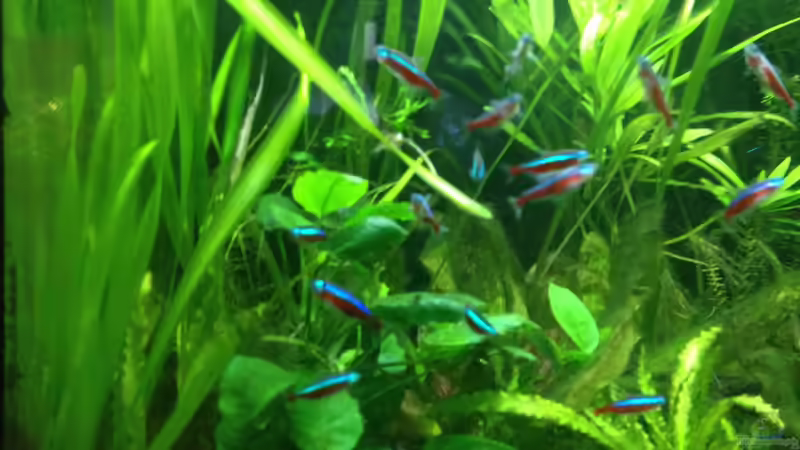 Vallisnerien bahnen sich ihren Weg nach vorn von schmitzkatze (4)