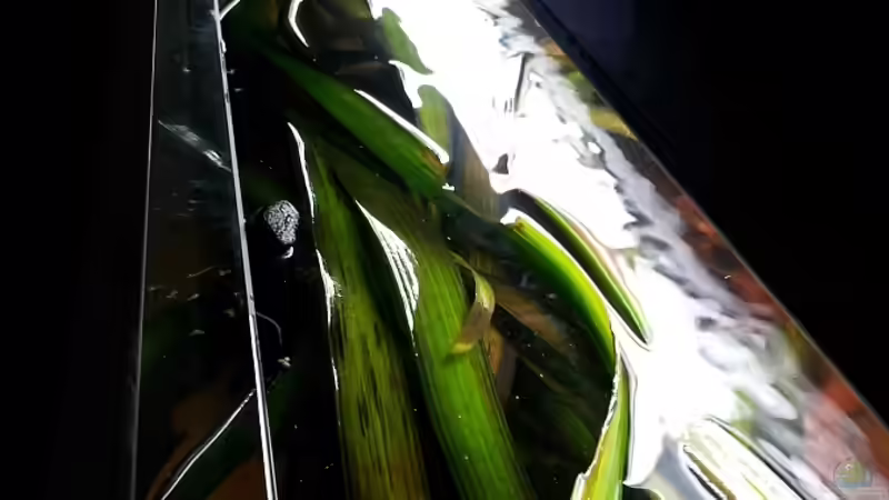 Vallisnerien Beckendecke von Faxe (4)