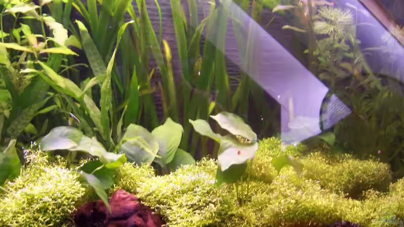 Vallisnerien hinten, Anubien vorne von Sebastian Seibold (9)