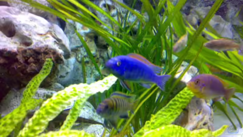 Vallisnerien im Hintergrund von Sylvia Hoffmann (7)