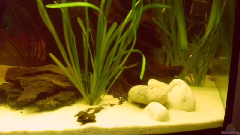 Vallisnerien kleinbleibend von nemo0109 (7)