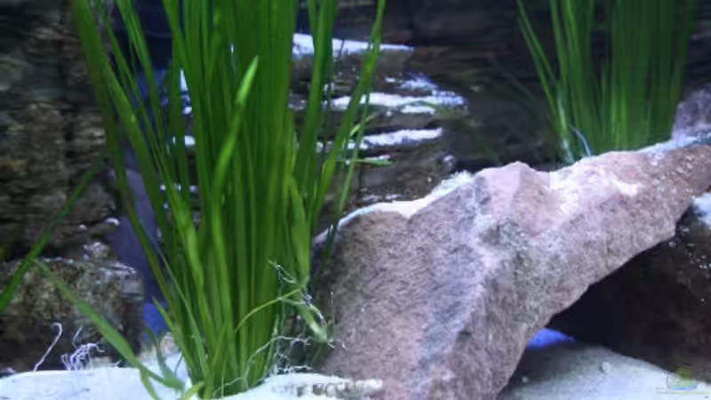 Vallisnerien,Sandstein,Pagodensteine,heller Sand und Muscheln ist die Dekoration...(15.12.08) von Florian Bandhauer (25)