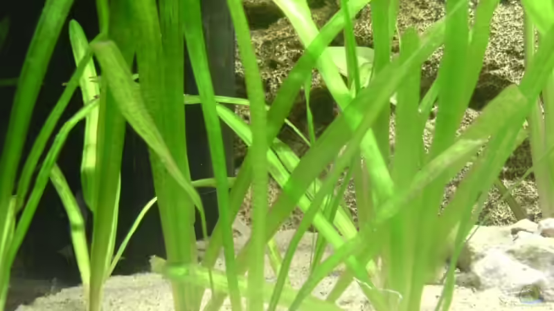 Vallisnerien sollen mal Innenfilter verstecken von Ralf Heinrich (5)