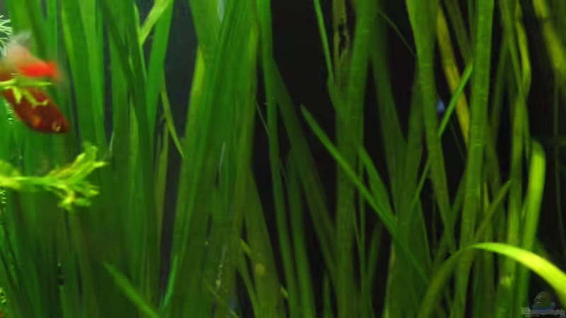 Vallisnerien sollen später den Filter kaschieren von aquatommy (10)