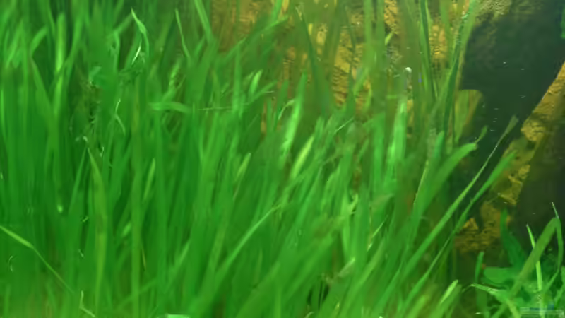 Vallisnerien traum von *Lucie* von simson (3)