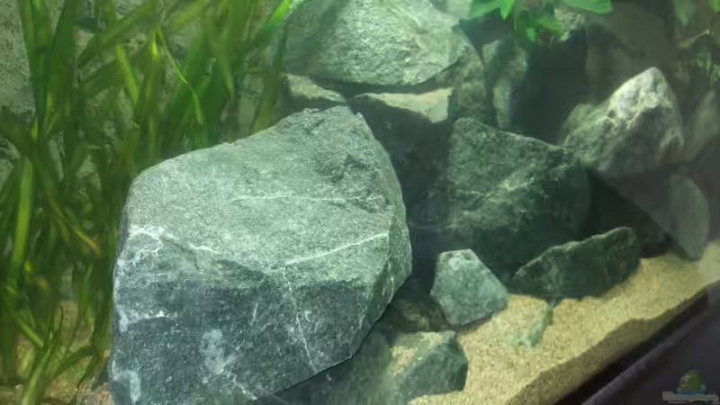 Vallisnerien und Anubias von Crenii (10)