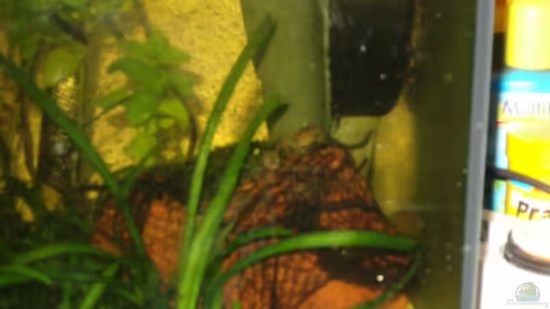 Vallisnerien und Javamoosansatz 22.09.08 von Jörg Kaminski (5)