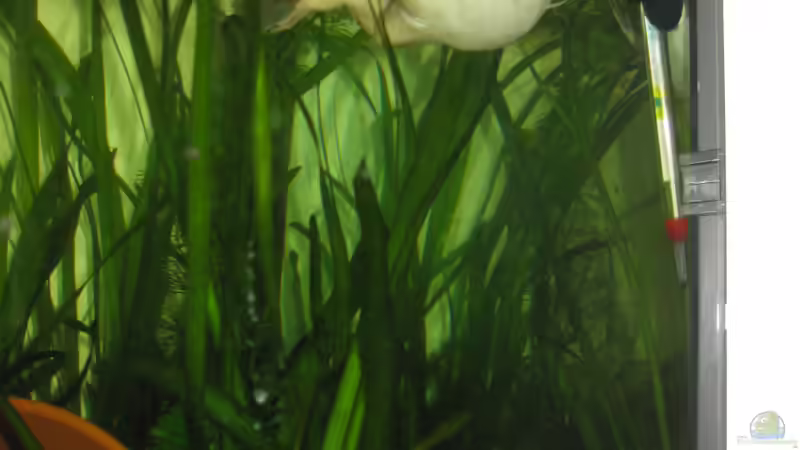 Vallisnerien und Wasserlinsen sind auch im Becken. von Jenny (11)