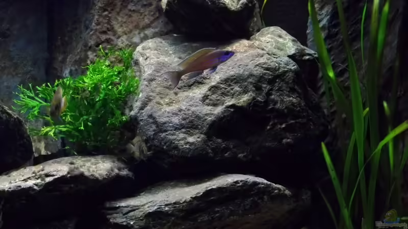 Vallisnerien von Baeltes (9)