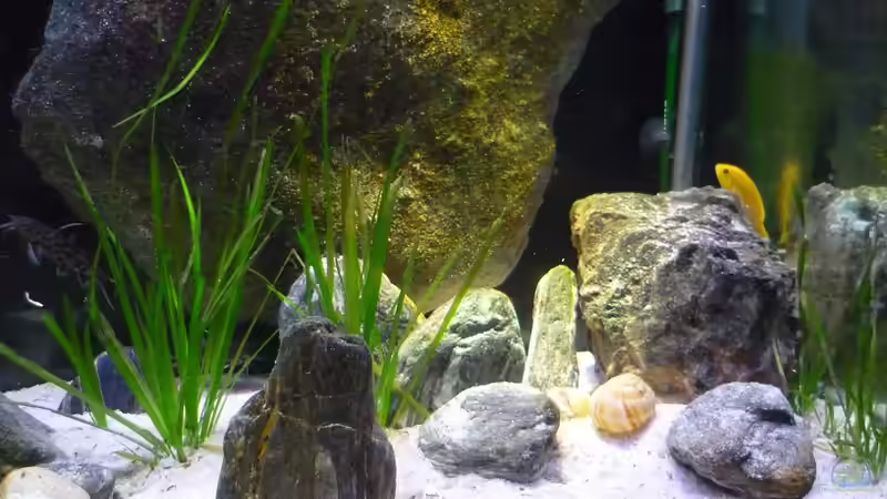 Vallisnerien von Chris_R. (10)