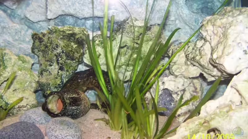 Vallisnerien von Dicker Udo (7)