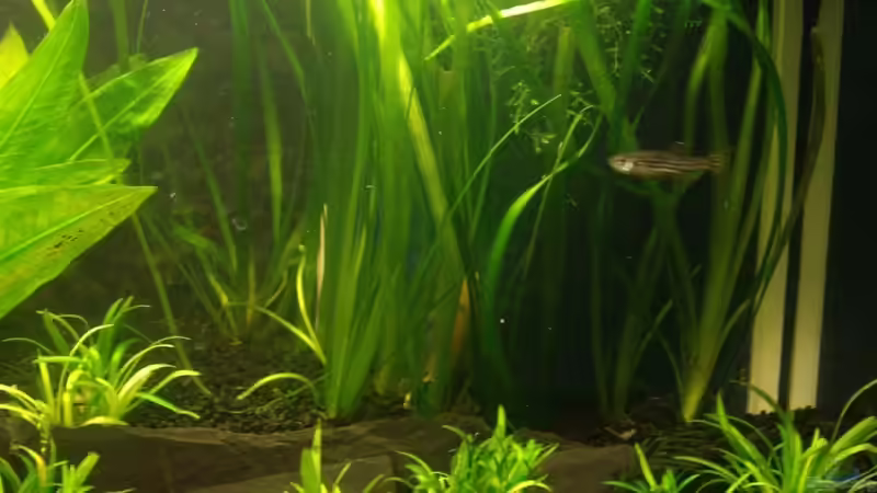 Vallisnerien von Fabian Held (4)