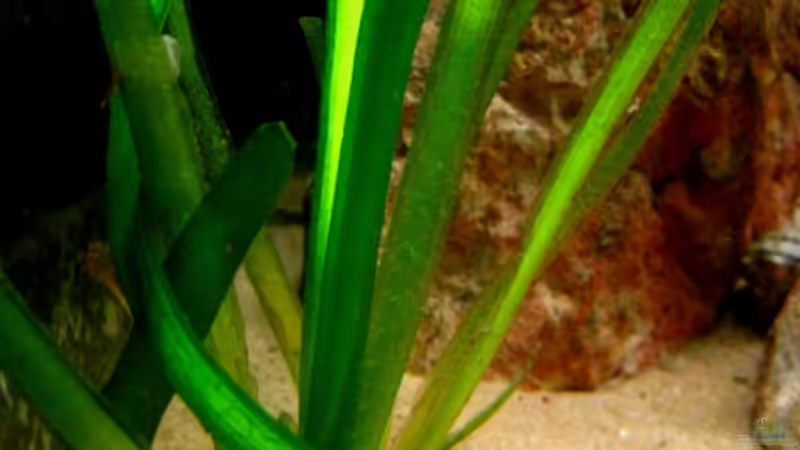 Vallisnerien von Malawigo (11)