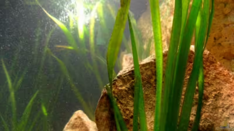 Vallisnerien von Malawigo (9)