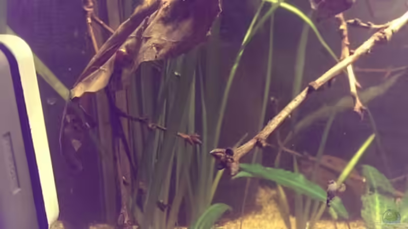 Vallisnerien von Niklas125 (10)