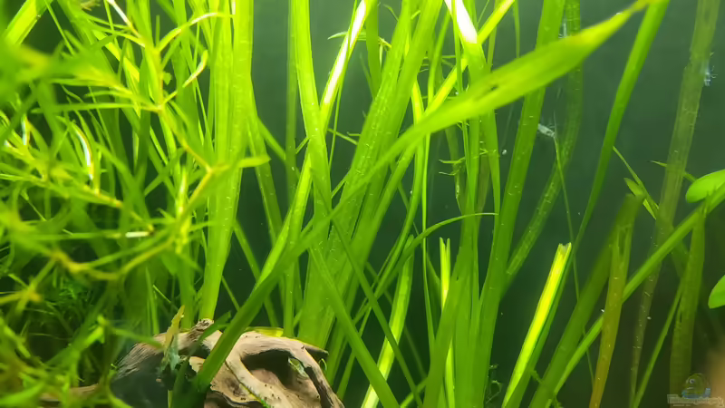 Vallisnerien von okefenokee (25)