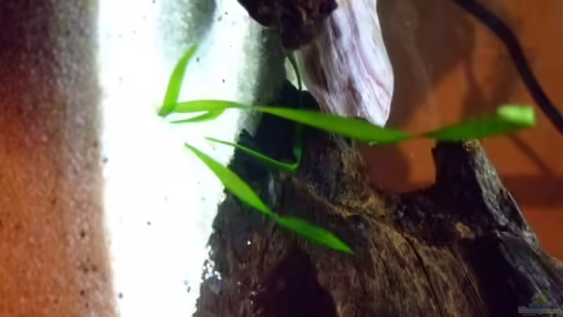 Vallisnerien von Sascha Oelze (5)