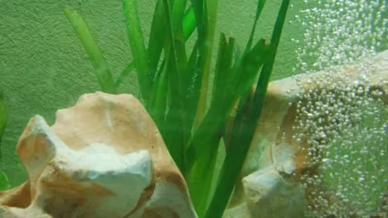 Vallisnerien von schwiizerfisch93 (8)