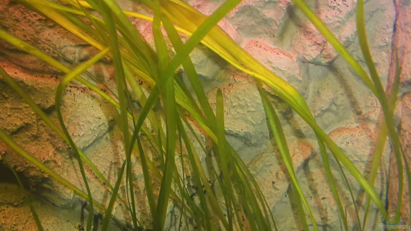 Vallisnerien von Springer (14)