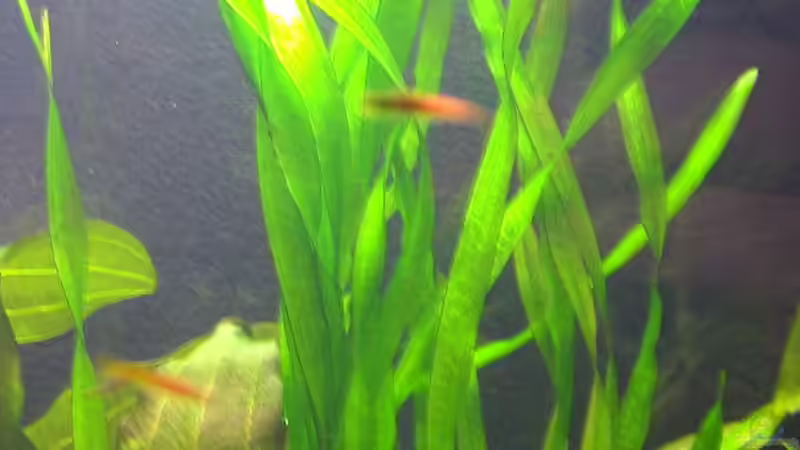 Vallisnerien von Susanne Schmohl (12)