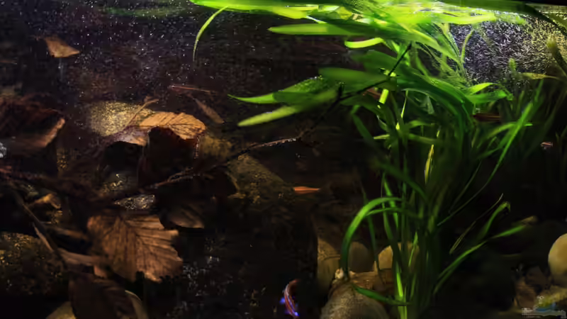 Vallisnerien Wald in der Strömung von Florian Bandhauer (32)