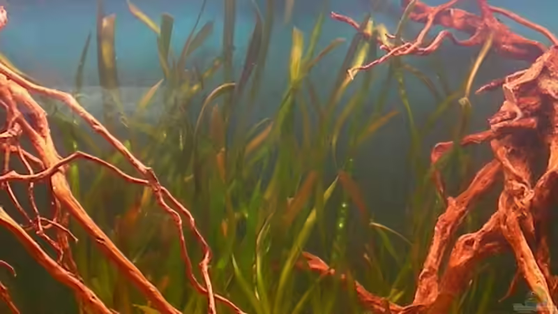 Vallisnerien-´Wald´ von Marvin Severin (4)