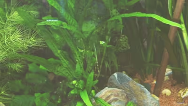 Vallisnerienecke vor HMF von Werner Müller (10)