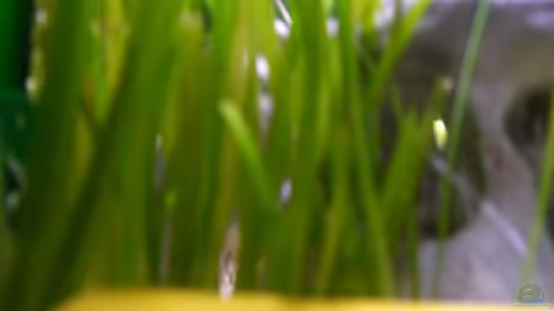 Vallisnerienwald hinter dem Lochgestein weitgehend sicher vor Buddelattacken von Stefan Anhalt (12)