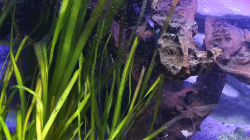 Vallisnerienwald von Cruiser Bruno (31)