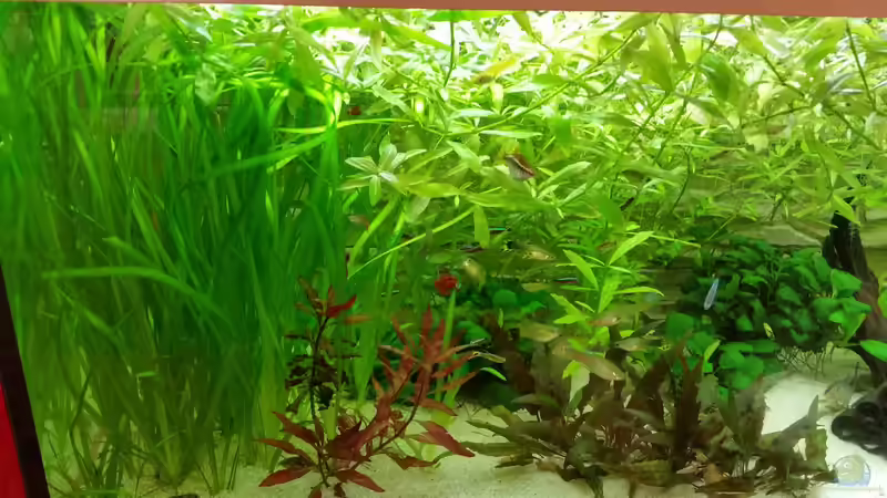 Vallisnerienwald von Franz-Georg Neurieser (2)