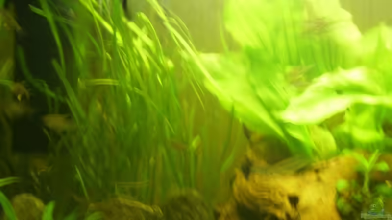 Vallisnerienwald von Ralf Horsthemke (7)