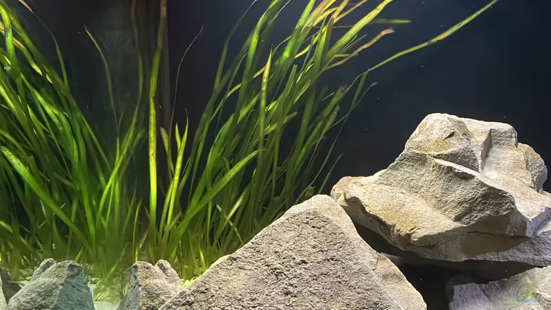 Vallniseria Gigantea  von Stefan B (3)