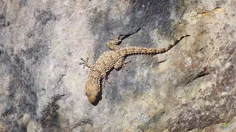 Van-der-Waals-Kräfte im Terrarium: Unsichtbare Kräfte mit gewaltiger Wirkung