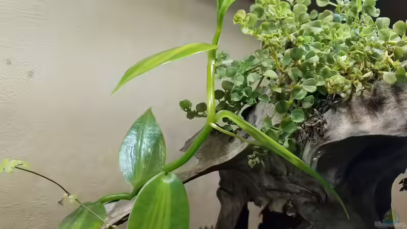 Vanille von Smo (15)