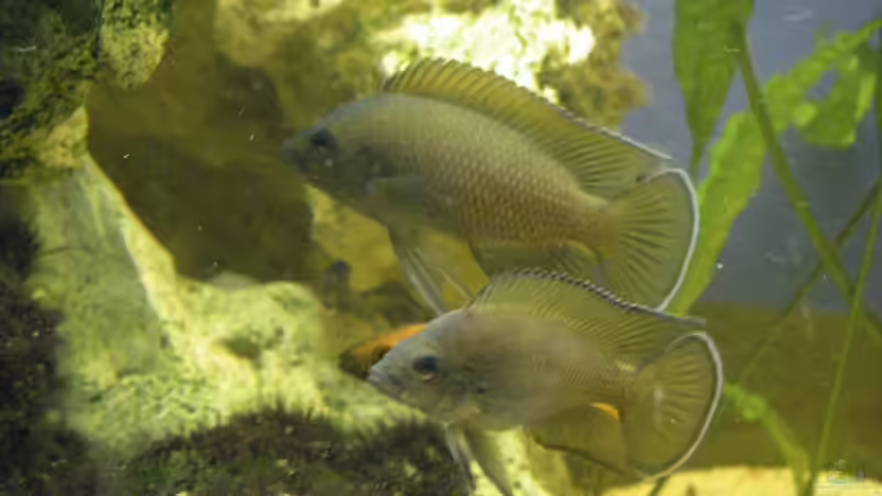 Variabilichromis moorii im Aquarium halten (Einrichtungsbeispiele für Variabilichromis moorii)