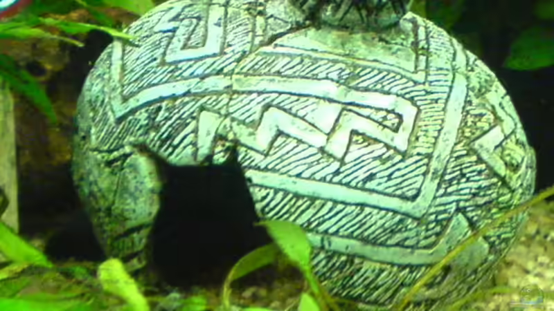 Vase von Dornauge xxl (18)