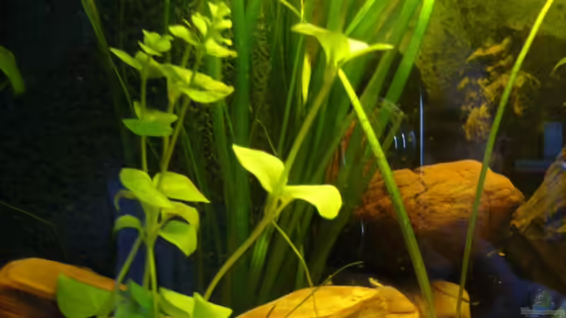 Vasneleria+Fettblatt vor HMF von Marcel Becker (5)