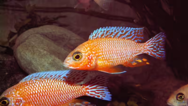 Vater und Sohn von wede1980 (15)